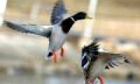 Anti-forced solution of female ducks