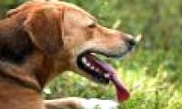 Anti-hot tactics of animals