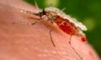 Antimalarial resistance has spread