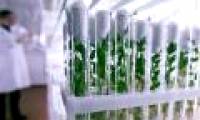 Antioxidants slow down the aging process in plants