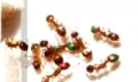 Ants also know how to change priorities