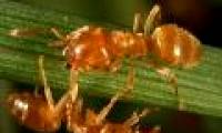 Ants control the Amazon forest