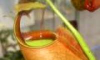 Ants 'diet' for carnivorous plants
