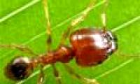 Ants often turn left when turning their heads