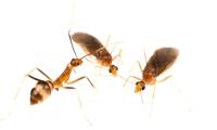 Ants reproduce in a strange way never seen before
