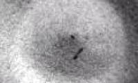 Ants use jaws to jump to escape the enemy