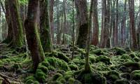 Aokigahara: The Mysterious Forest in Japan