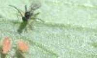 Aphids survive on infected bacteria