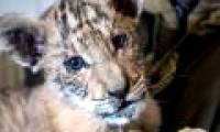 Appearance of extremely rare lion hybrids in Russia