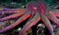 Appearing 'Zombie starfish' in the ocean warns for an immeasurable danger