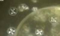 Appears of jellyfish