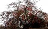 Apple tree with the best cold-resistant fruit