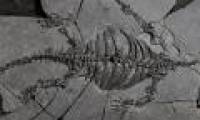 Archaeologists discovered the ancestral skeleton of a turtle
