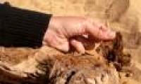 Archeology of mummified dog in ancient Egypt