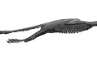 Archeopteryx dinosaurs fly like pheasants