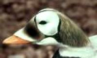 Arctic wildlife calls for help