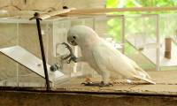 Are animals raised by humans smarter than wild animals?