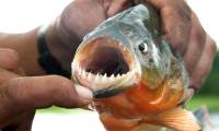 Are piranhas really as dangerous as the rumors say?
