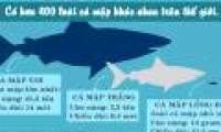 Are sharks the most dangerous creature on earth?