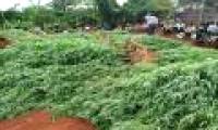 Are you 'drugged' if you're near a burning marijuana field?