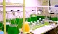 Argentina produces biofuels from marine algae