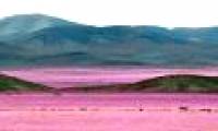 Arid desert 'risen' covered with roses