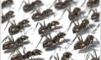 Art of dealing with traffic congestion of ants