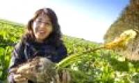 Artificial blood from sugar beet