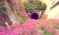 Artificial buildings are invaded by nature