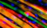 Artificial muscle replaces itself