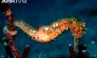 Artificial reproduction of rare seahorses