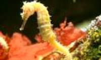Artificial reproduction of the world's largest seahorses