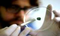Artificial skin from microalgae, provides oxygen to help wounds heal