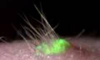 Artificial skin has hair and sweat glands