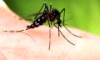 Asian mosquitoes expand throughout Europe