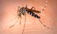 Asian tiger mosquitoes cause dengue fever