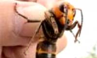 Asian wasps became the fear of Europe