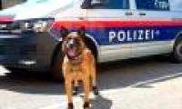 Asphalt flows, the dogs' boots are shoes because Europe is too hot