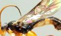 Assassins specialize in hunting maggots