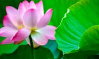 'Astonishing' Chinese technology: Using leaves to generate hydroelectric power, providing a sustainable and inexhaustible supply.