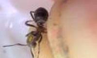 Attach chip for ant