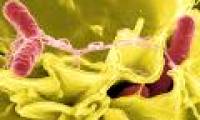 Attack strategy of salmonella bacteria