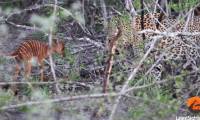 Attacked by a baby antelope, the jaguar has a strange 'retaliation' action
