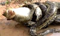 Attacking the giant python, the belligerent monkey immediately received a tragic result