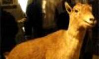 Attempt to revive extinct mountain goats