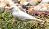 Australia appears rare albino finches