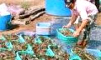 Australia creates sustainable super foods for farmed shrimp