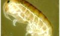 Australia: discover 850 new creatures underground