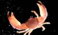 Australia discovered 100 new marine species