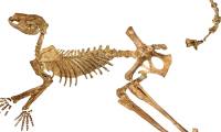 Australia discovered fossils of 3 new species of giant ancient kangaroos